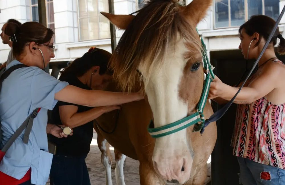 @veterinariasuba