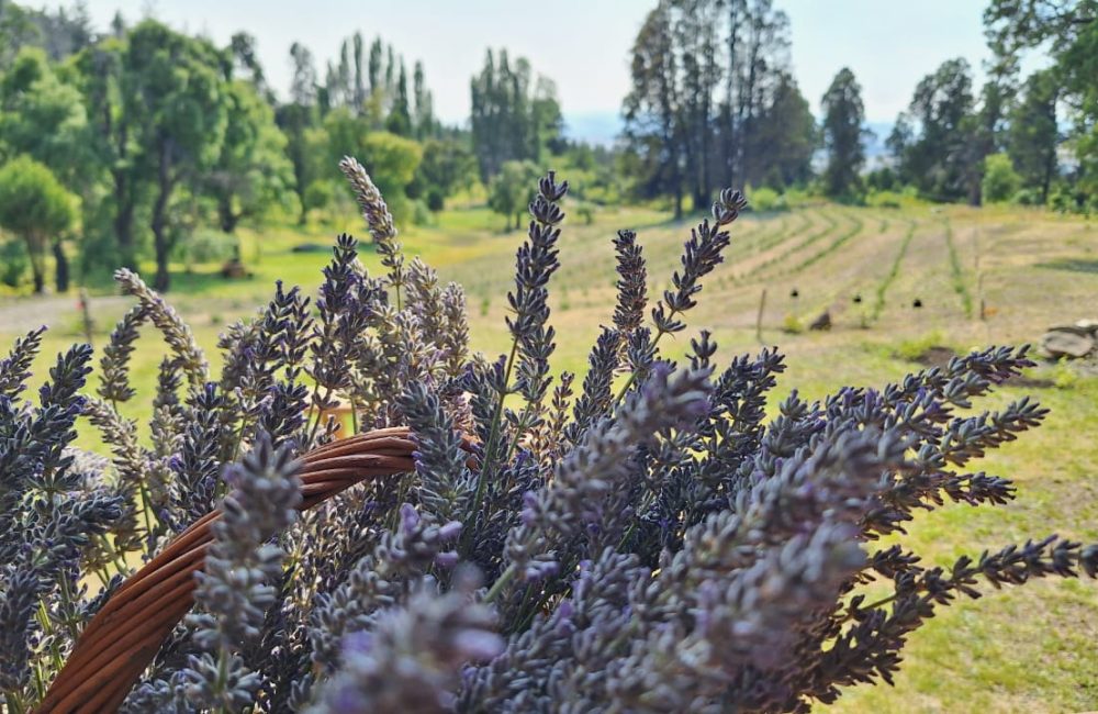 QUEDÓ INAUGURADO EL EMPRENDIMIENTO TURÍSTICO-PRODUCTIVO “TIERRA DE BROTES – LAVANDAS DE TREVELIN” 2