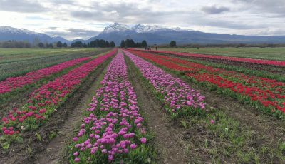 TULIPANES 2026