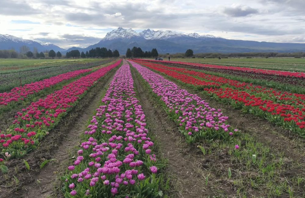 TULIPANES 2026