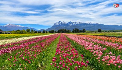 TULIPANES EA