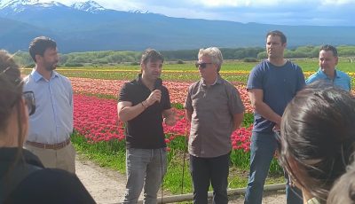 apertura temporada de tulipanes