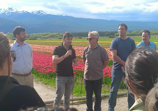 apertura temporada de tulipanes