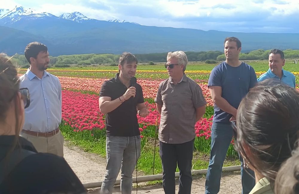 apertura temporada de tulipanes