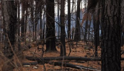 bosque incendio - Foto Facebook UTT Línea Sur 01