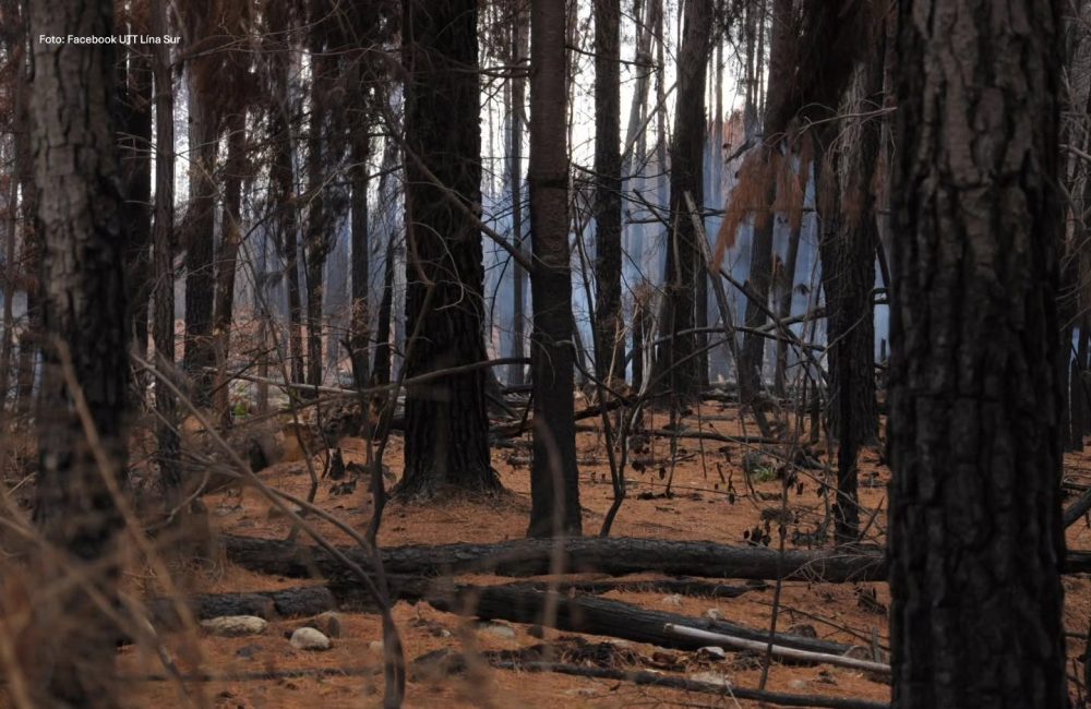 bosque incendio - Foto Facebook UTT Línea Sur 01