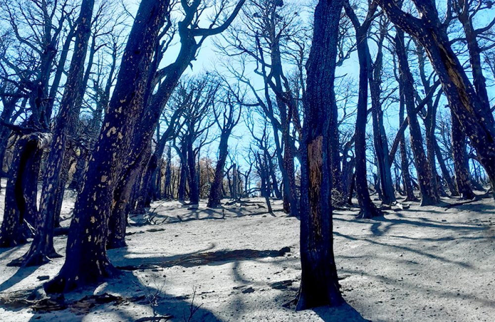 bosque quemado