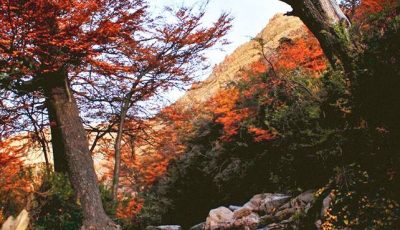 bosques