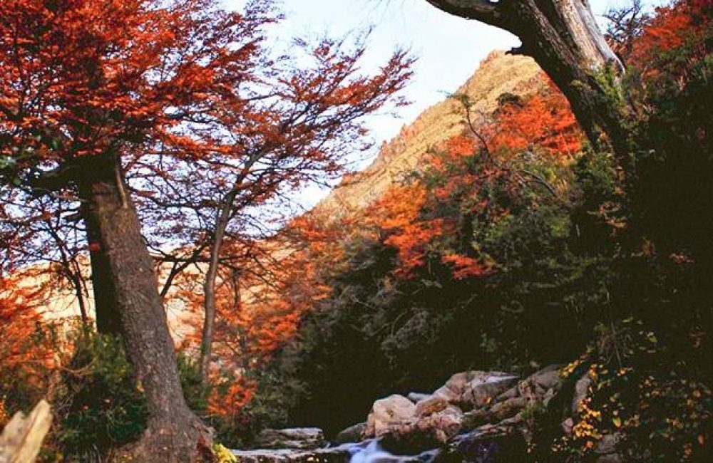 bosques