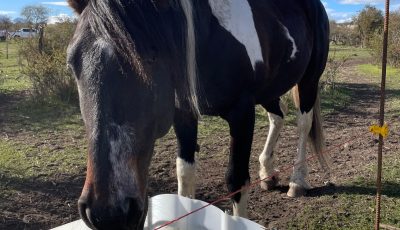 caballos trevelin3