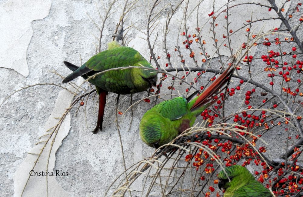 cachaña coa diucon cristina ríos