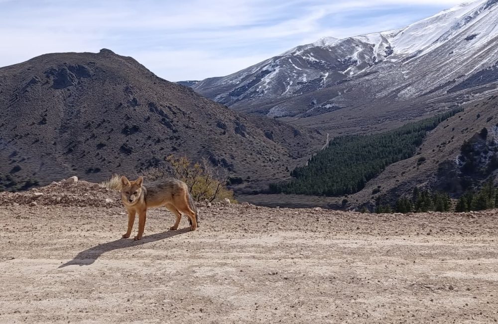 camino a la hoya (5)