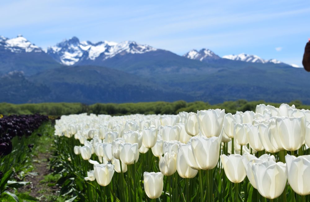 campo de tulipanes trevelin 2025 (15)