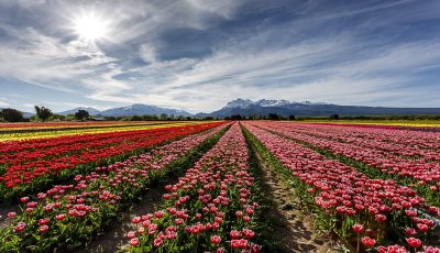campo_de_tulipanes_1920x1080