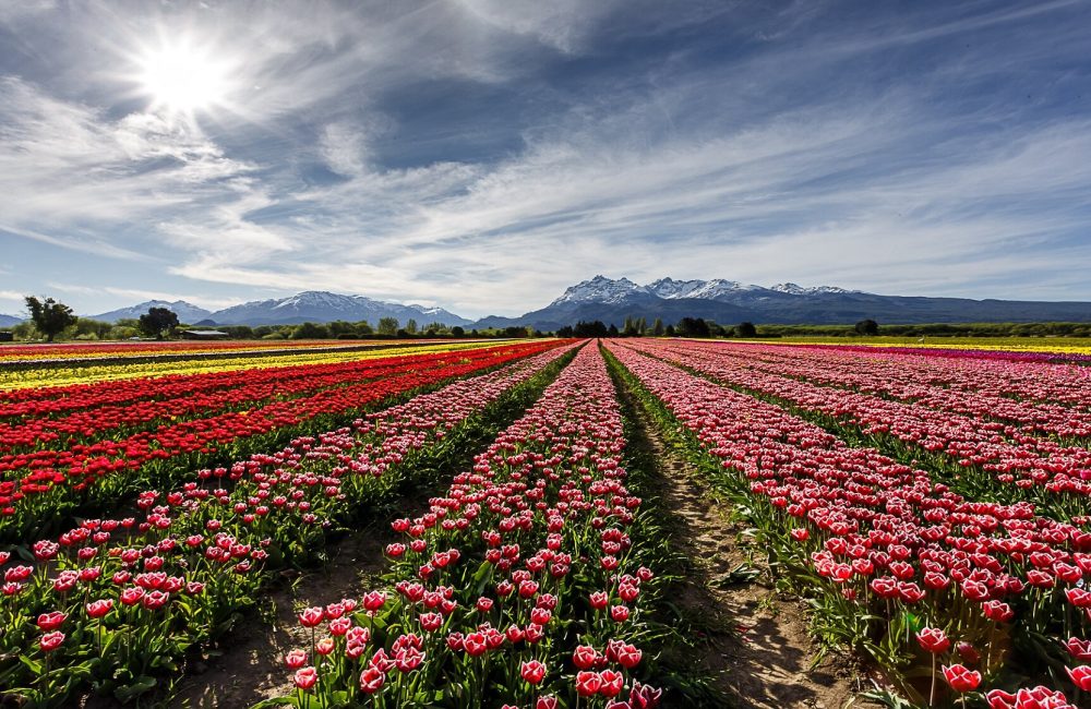 campo_de_tulipanes_1920x1080