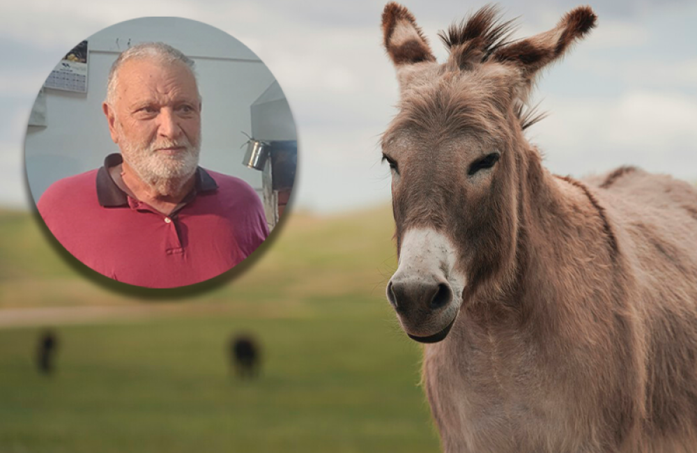 carne de burro portada