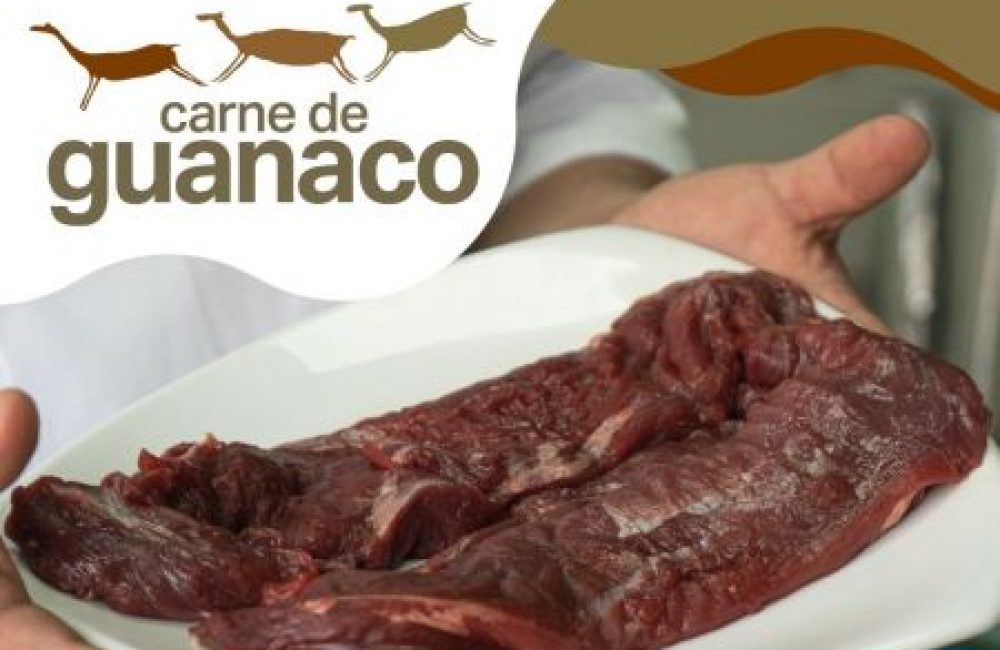 carne de guanaco