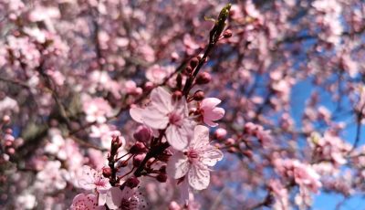ciruelos en flor 1