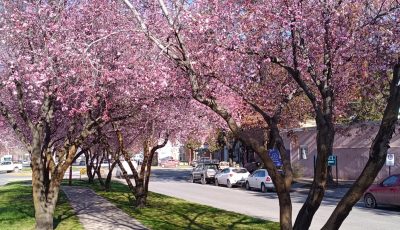 ciruelos en flor