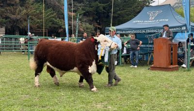 exposicion bovina 2026 2