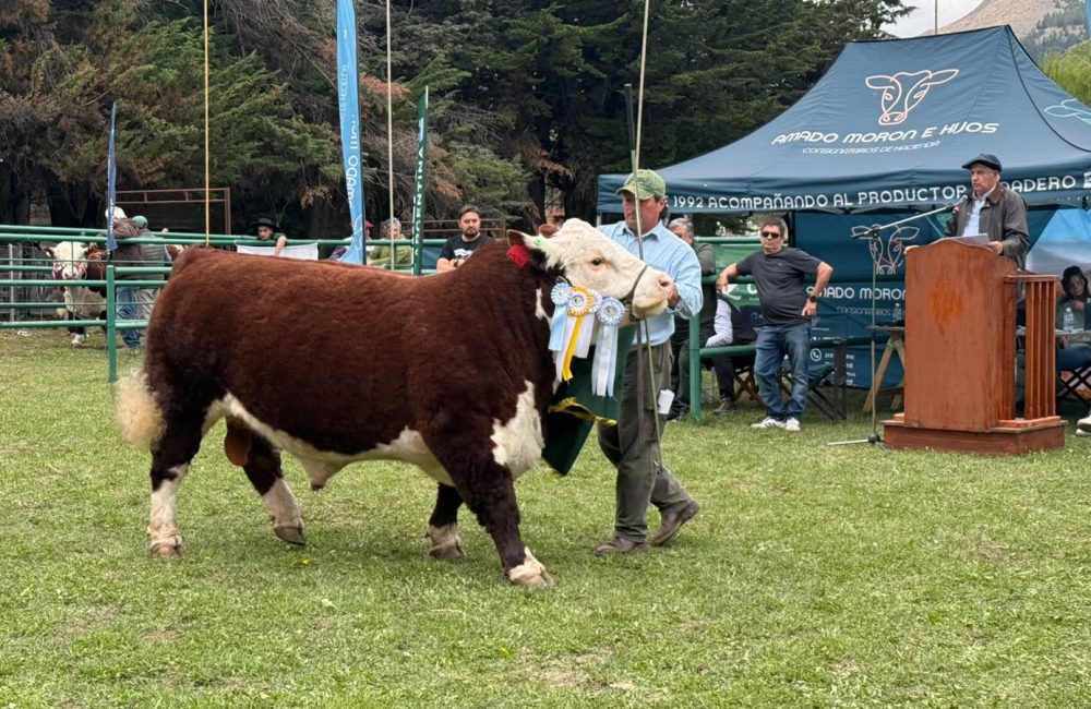 exposicion bovina 2026 2