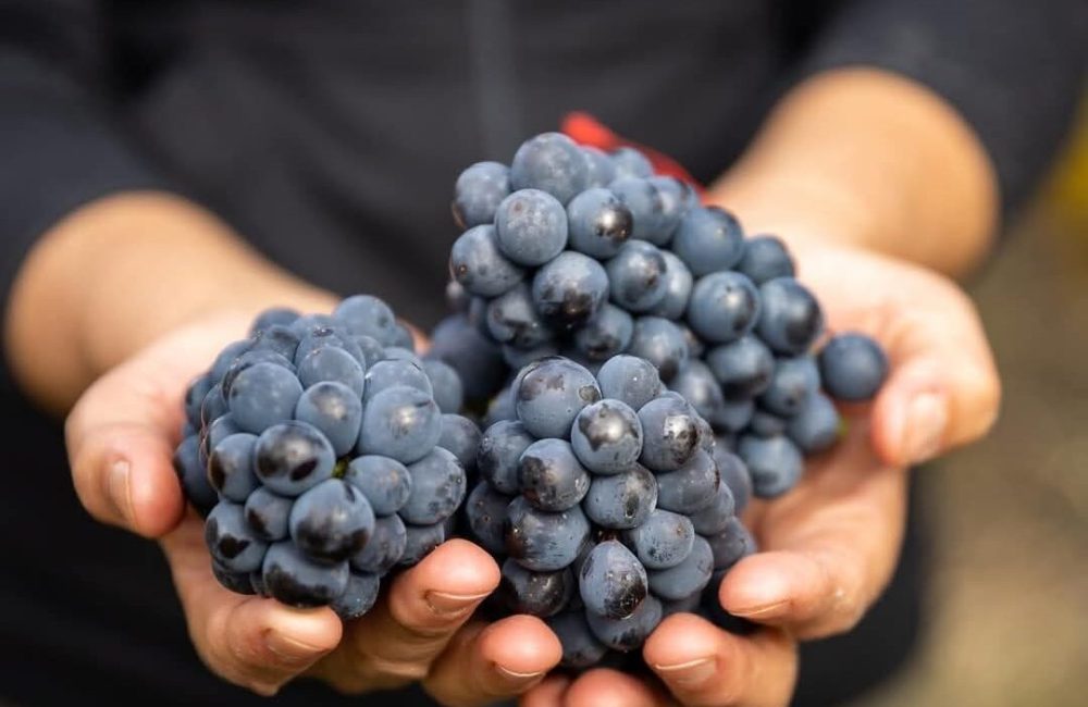 fiesta de los viñedos