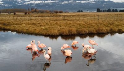 flamencos foto turismo trevelin 1