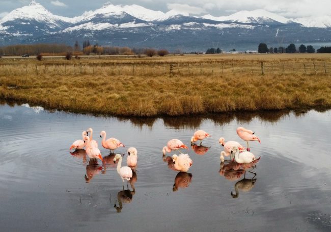 flamencos foto turismo trevelin 1