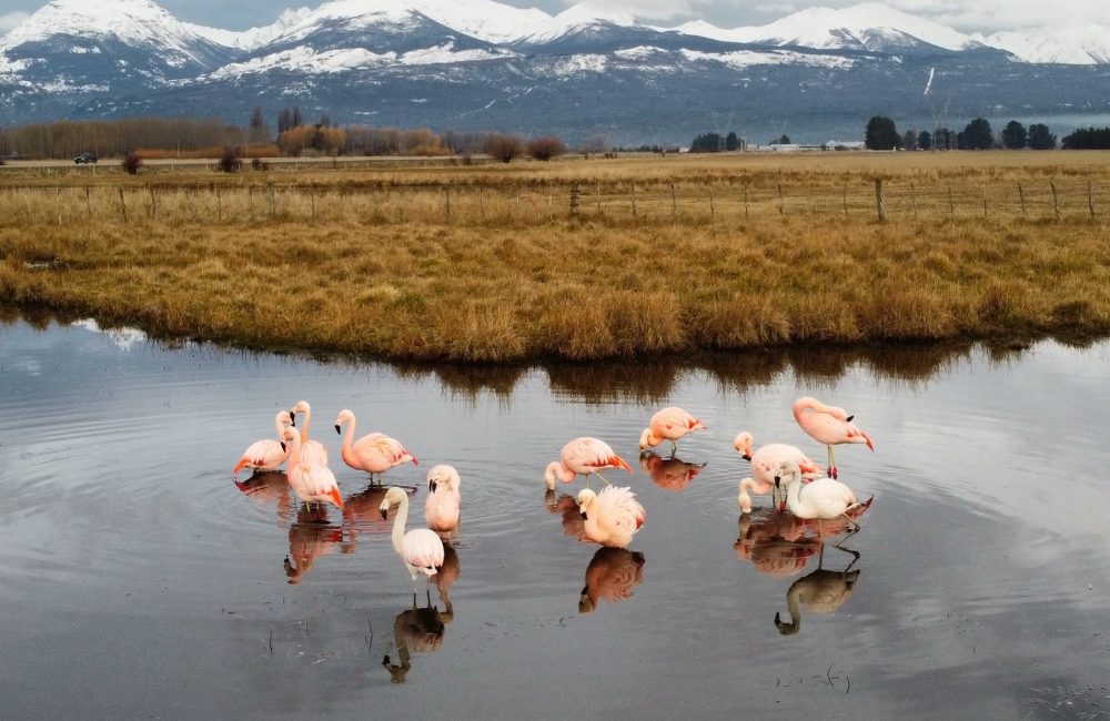 flamencos foto turismo trevelin 1