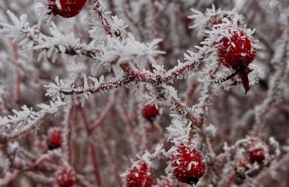 frio rosa mosqueta