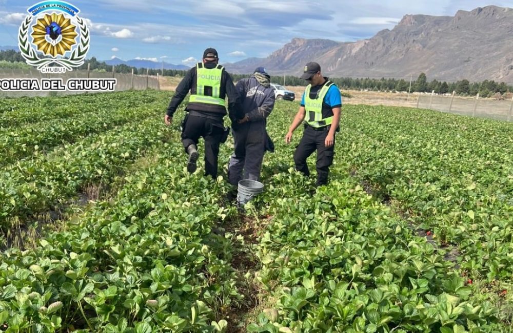 frutillas el maiten 1
