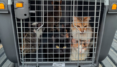 gatos rescatados portada