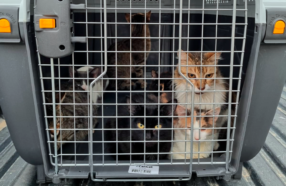 gatos rescatados portada