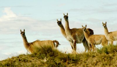 guanaco 2
