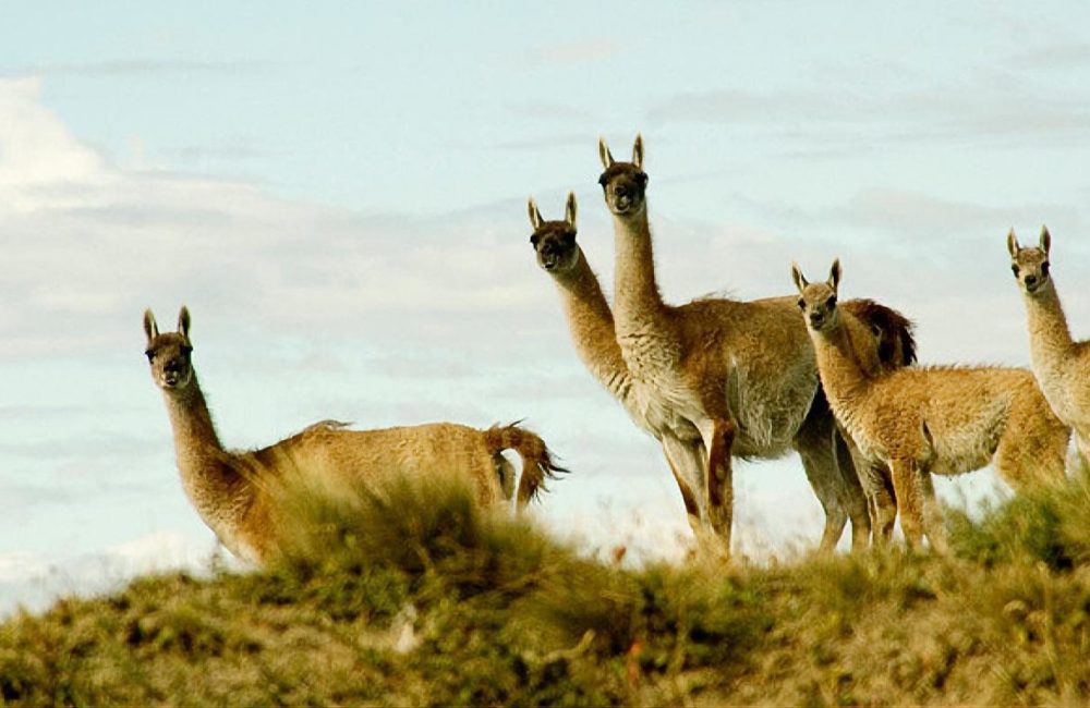 guanaco 2