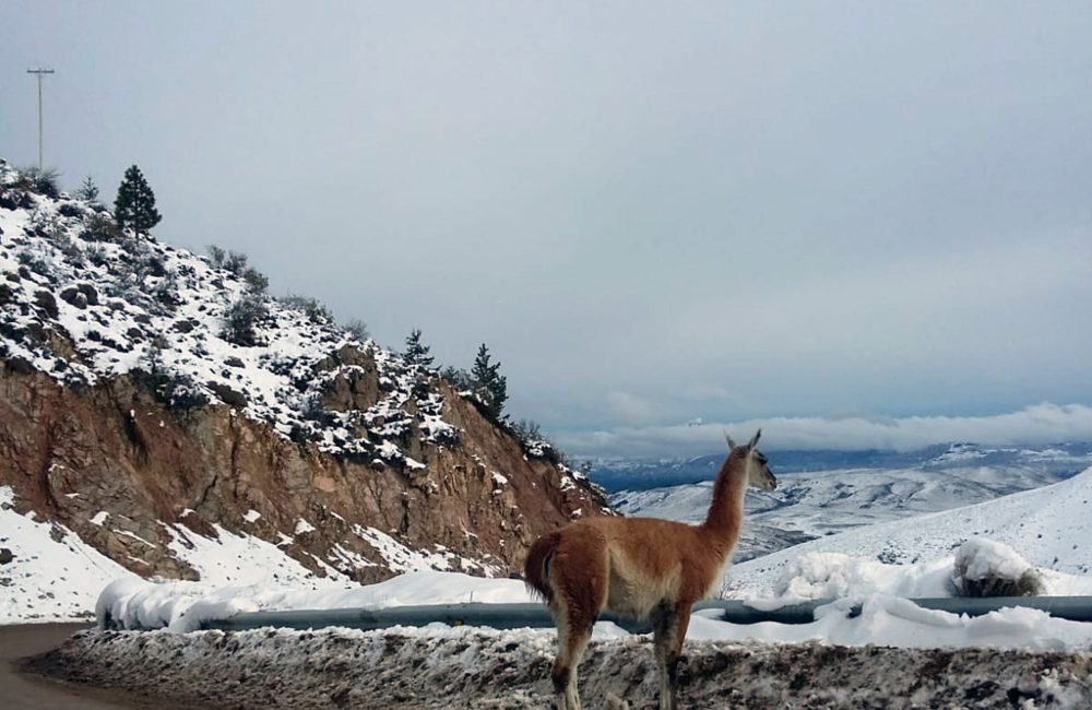 guanaco la hoya