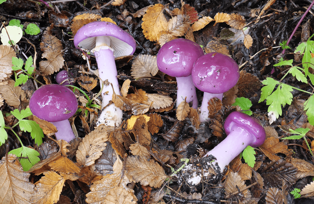 hongos en la patagonia