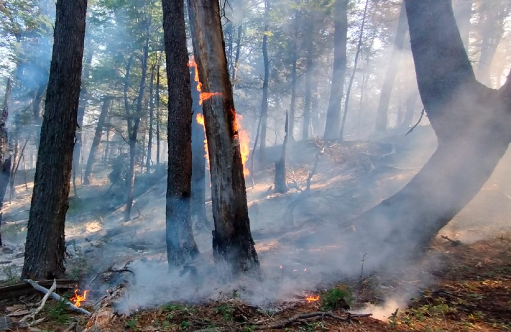 incendio bosque 1