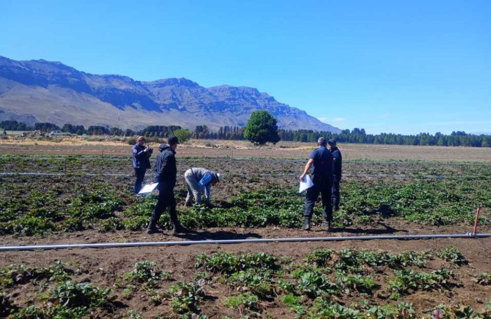 inspección campo de frutillas el maitén 01