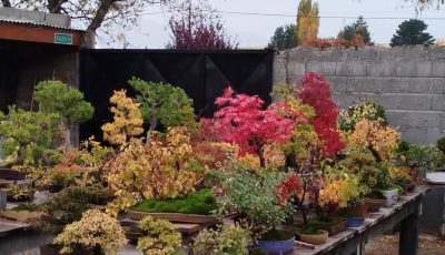 kuyen bonsai