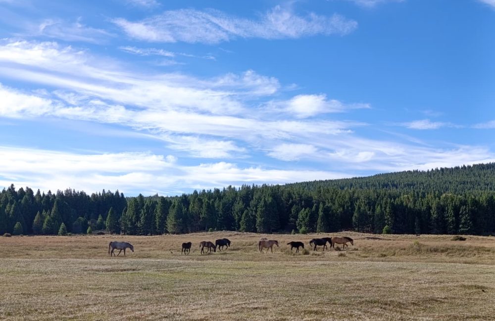 la zeta febrero 2026 (9)