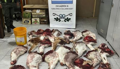 operativo gendarmeria