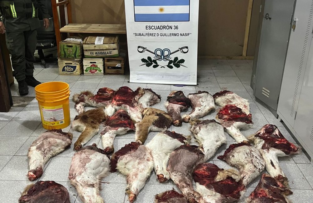 operativo gendarmeria