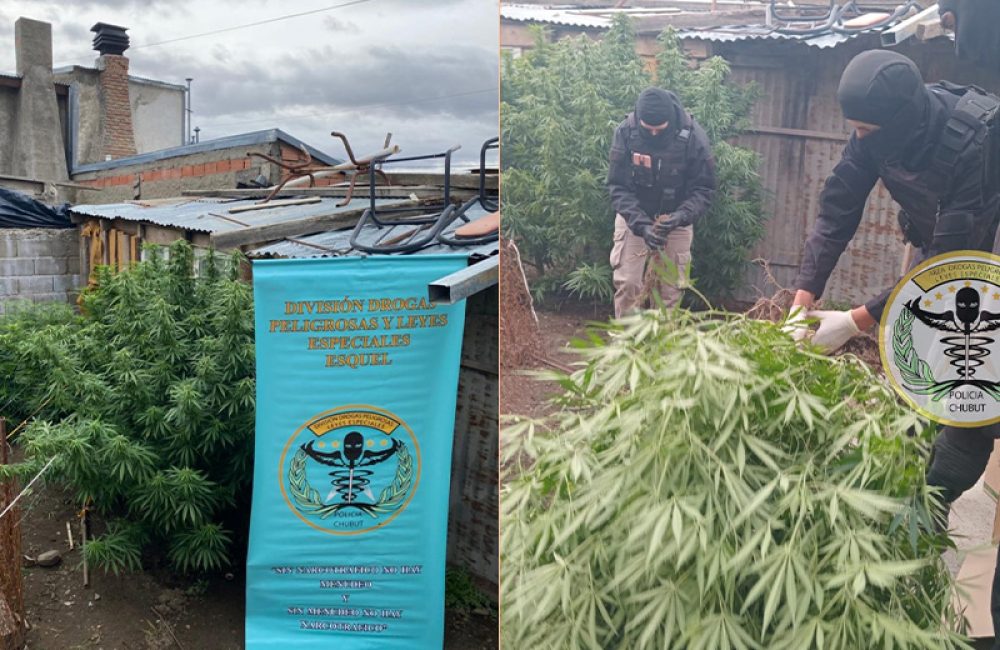 operativo marihuana 04