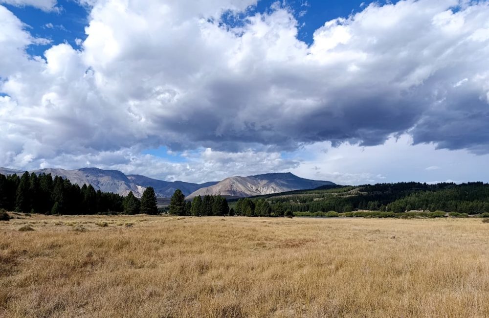 pan cordón esquel la zeta 01