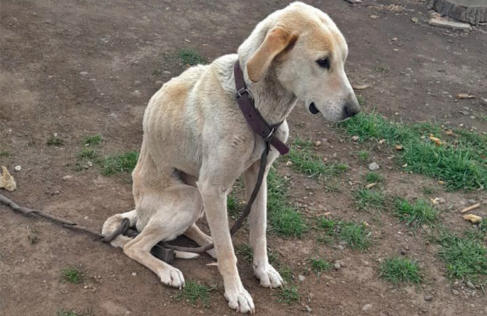 perra rescatada en barrio ceferino 03