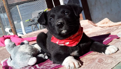 perrito fauna urbana 1