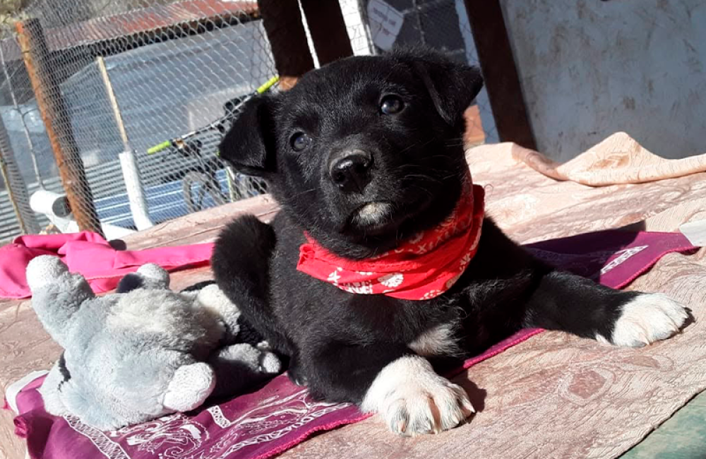 perrito fauna urbana 1