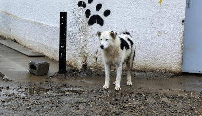 perro fauna urbana