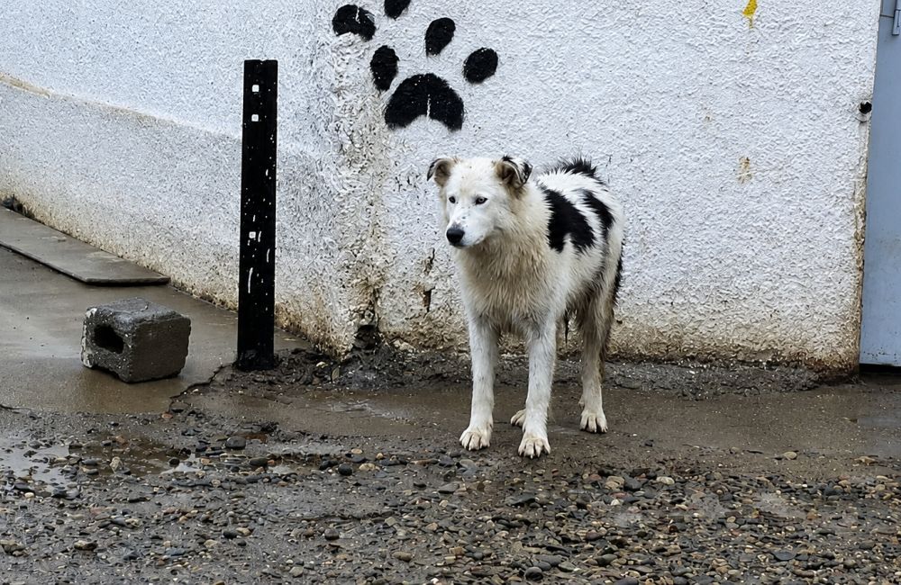 perro fauna urbana